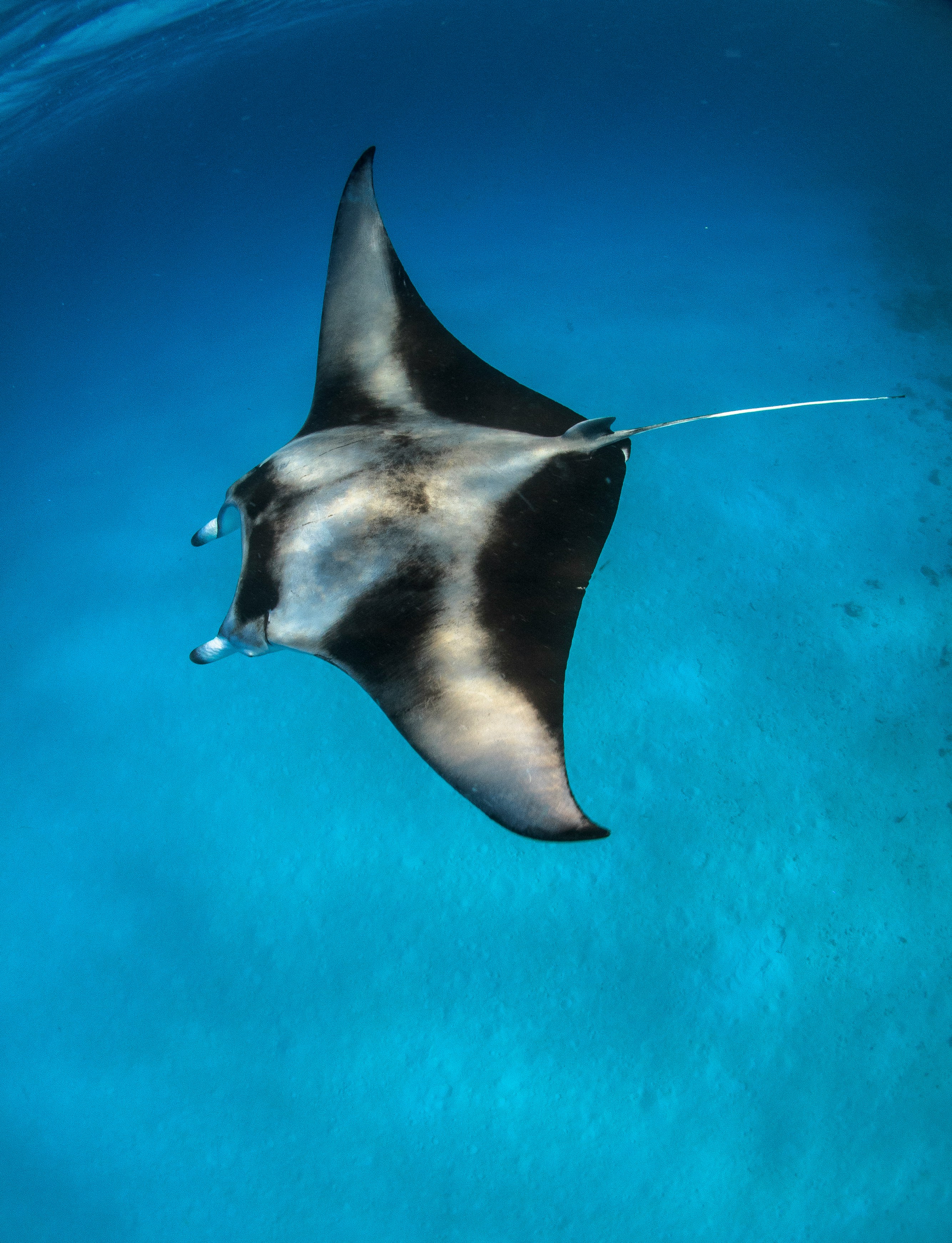 Une raie manta glissant dans une eau bleue et limpide